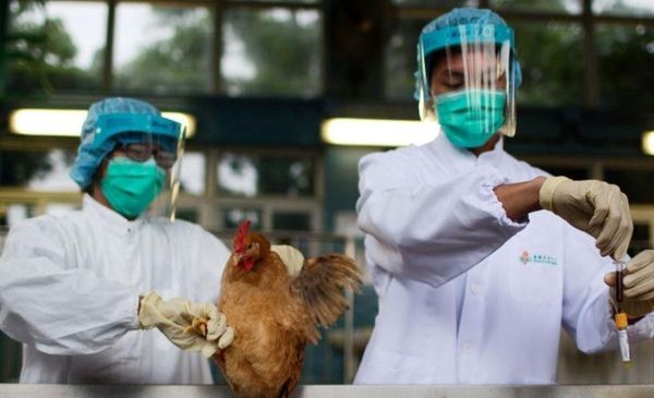 OMS: China registra la primera muerte humana por gripe aviar H3N8