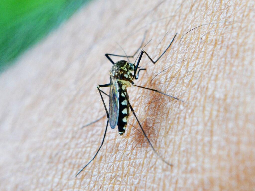 Autoridades de Costa Rica atienden un brote de malaria en el Caribe