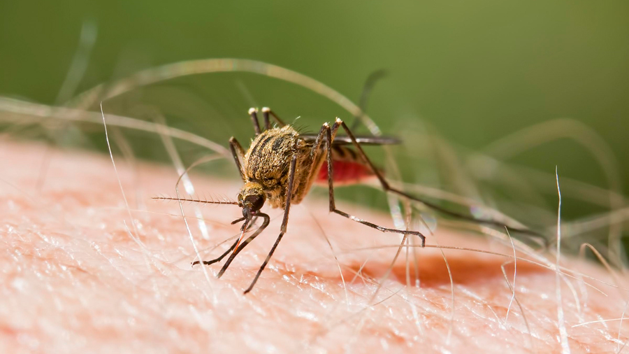 Venezuela anunció refuerzo en cerco epidemiológico contra la malaria