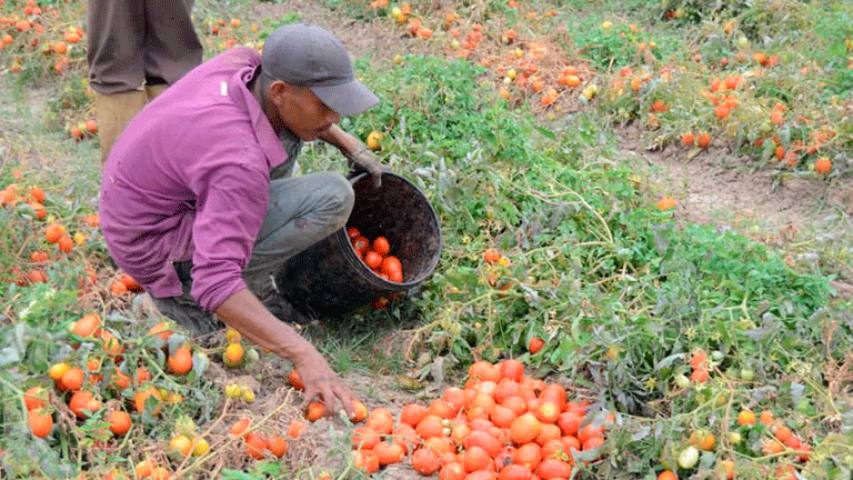 Cosechas de tomate están en riesgo en Mérida por la falta de combustible