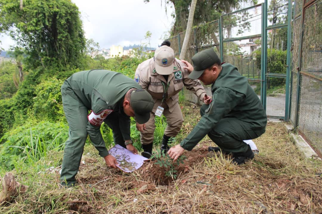 150 árboles fueron plantados en Los Coquitos