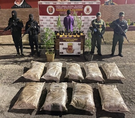 GNB desenterró 21 matas de marihuana en una finca