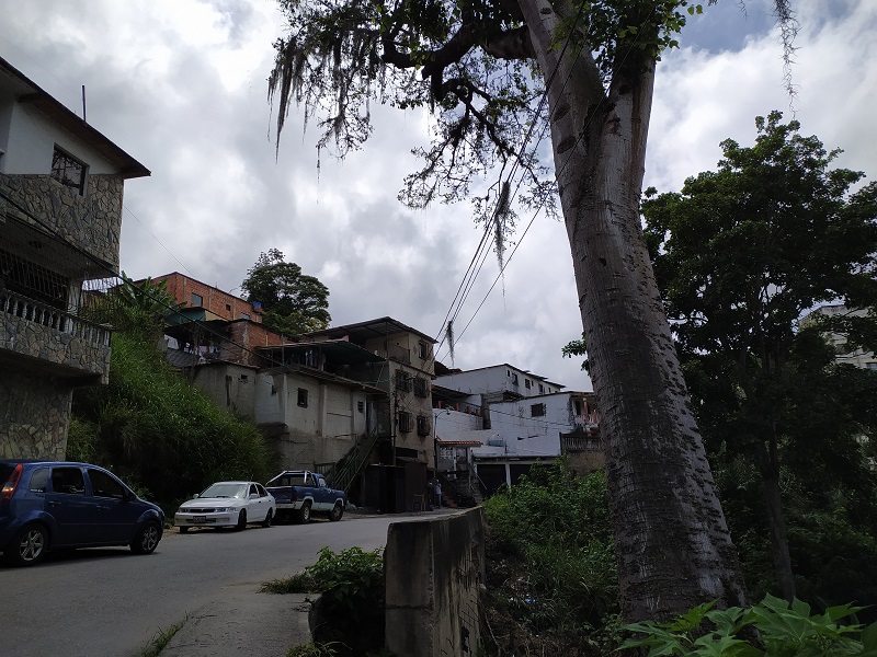 En La Mata temen la caída de un árbol sobre cableado eléctrico