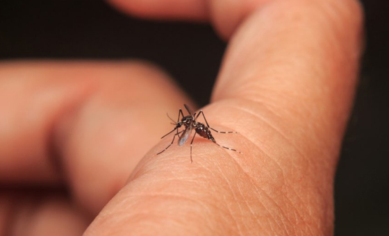 OMS advierte que la ola de calor puede propagar el chikungunya