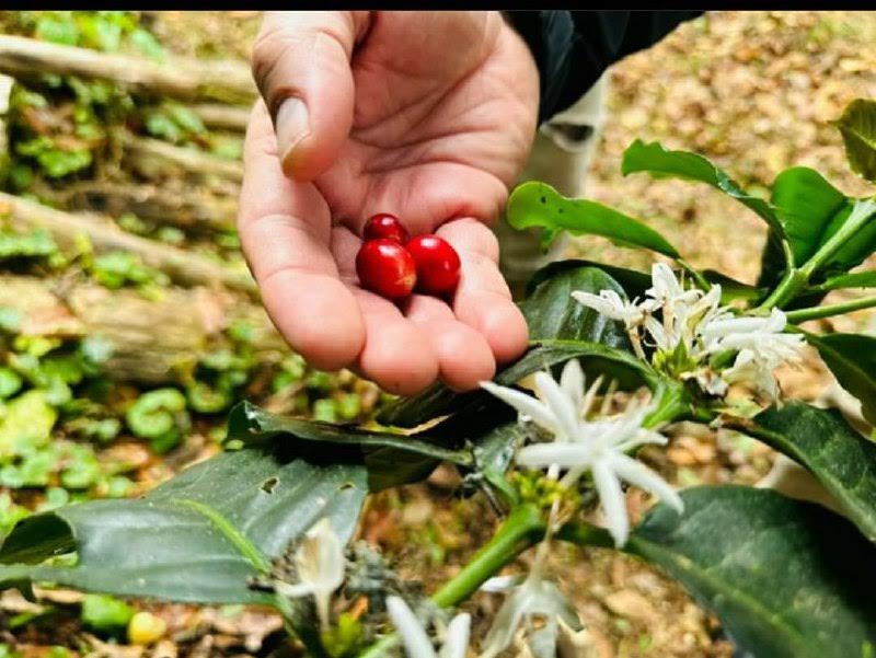 Cultivo de café en Miranda  supera las 680 hectáreas