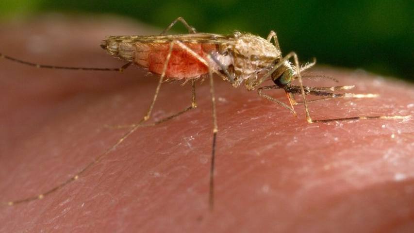 EEUU emitió alerta por casos de malaria en Florida y Texas