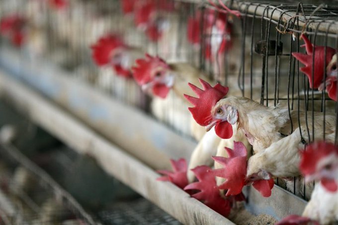 Brasil reporta detección de su primer caso de gripe aviar