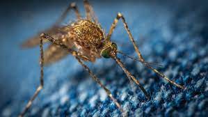Exhortan a prevenir picadas de mosquitos