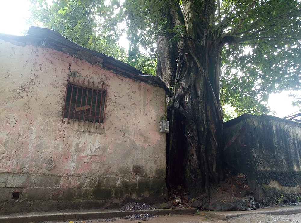 Árbol amenaza a familias de Barrio Bolívar