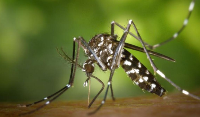 OMS: Europa debe prepararse para posibles brotes de dengue