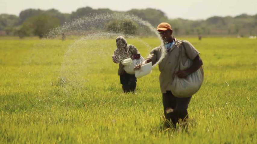 Agricultores reportan que siembra de arroz en Calabozo disminuyó más de 30%