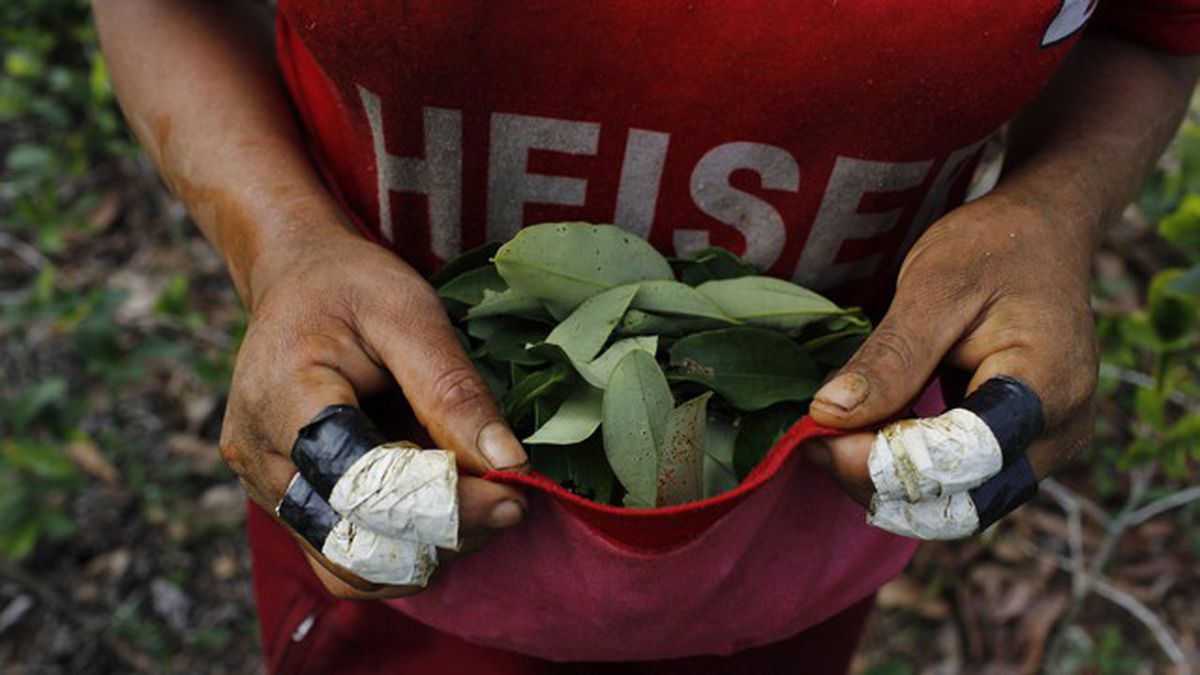 Detienen a profesor en Chile por dar hojas de coca a sus alumnos