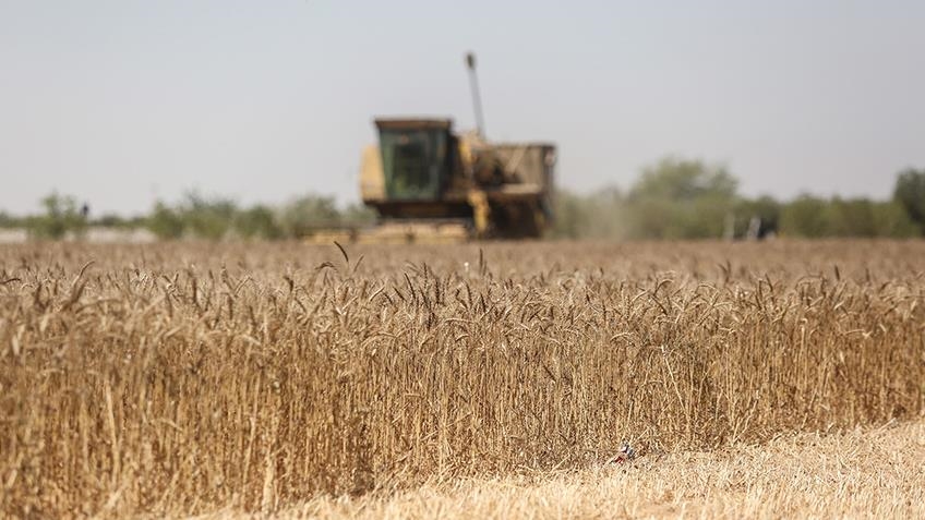 Rusia aumentó en un 60 % las exportaciones de cereales en julio comparado con el mismo mes de 2022, tras la renuncia del Kremlin a los acuerdos del grano.