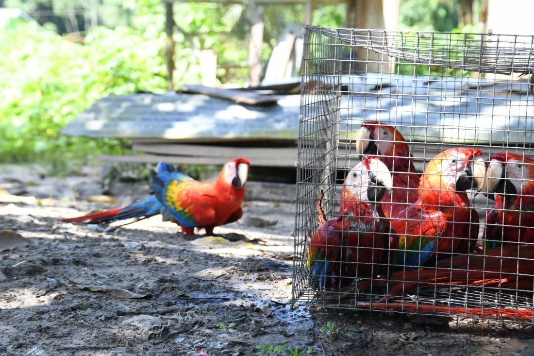 Recuperan 370 aves que serían traficadas