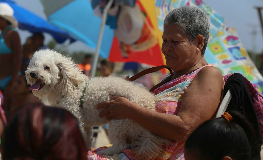 Atendidos 43.322 animales en jornadas veterinarias