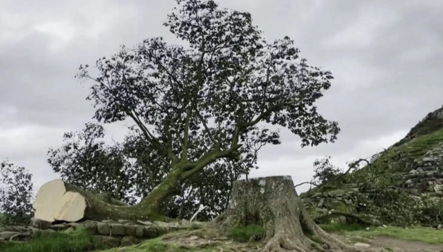 Un joven de 16 años tala el icónico “árbol de Robin Hood”