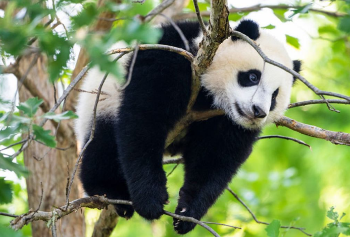 China recuperó todos los pandas de los zoológicos de EEUU