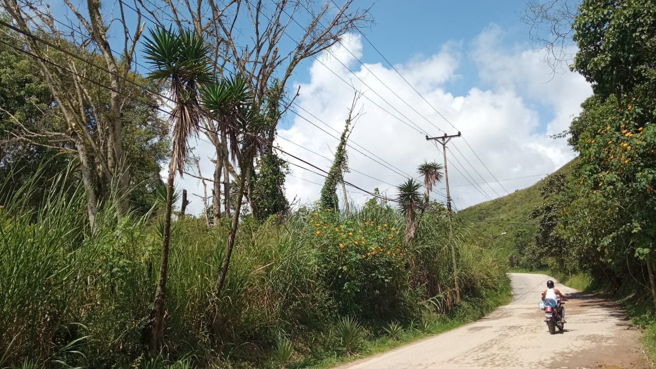 Árboles atentan contra tendido eléctrico en Valle Alto