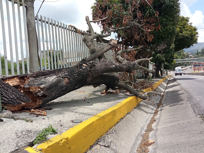 Piden retirar árbol caído en la Pedro Russo Ferrer