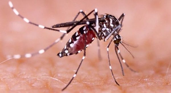 Jamaica declara fase epidémica en trasmisión de dengue