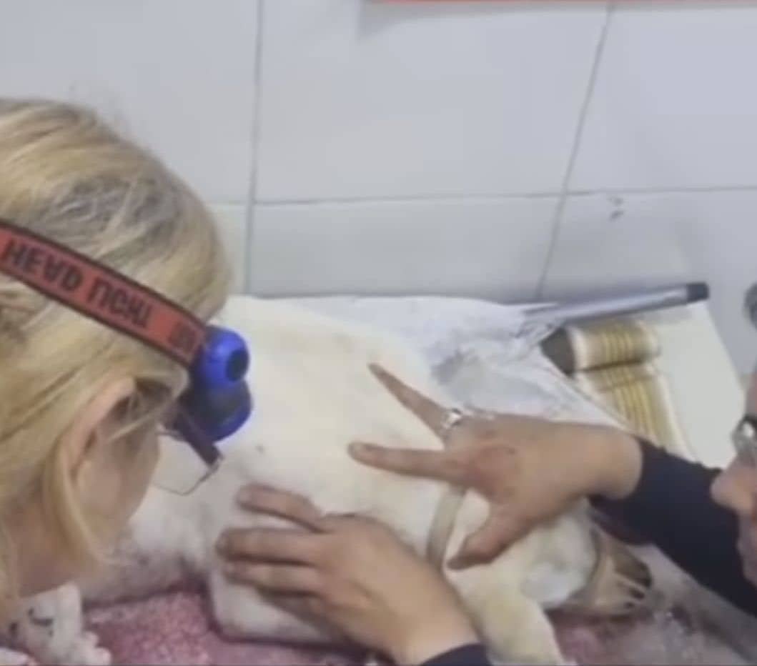 Libertad plena para autobusero acusado de matar a una perrita