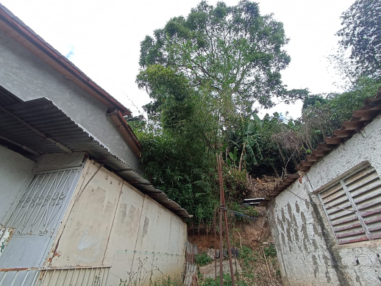 Un cedro amenaza a nueve viviendas en San Pedro