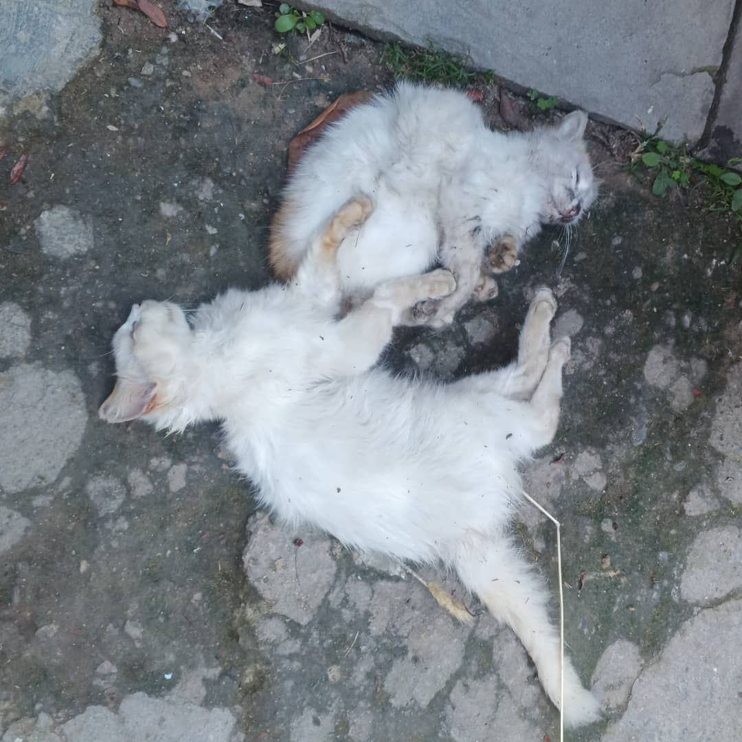 Van 25 animales envenenados en Carrizal