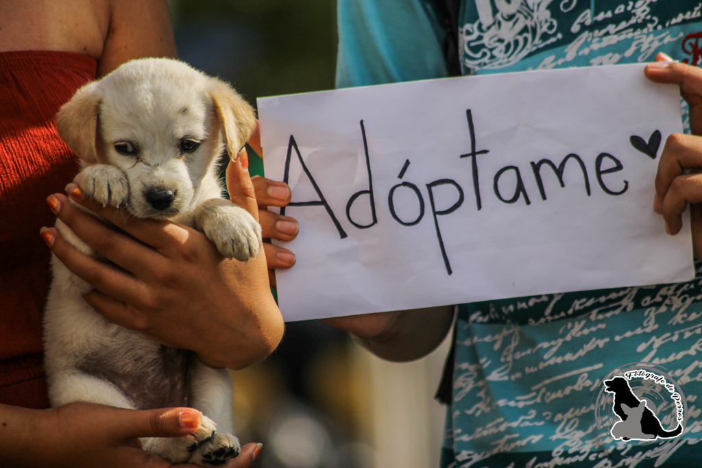 EEUU: “Adopten y no compren” es la campaña para reducir la sobrepoblación animal