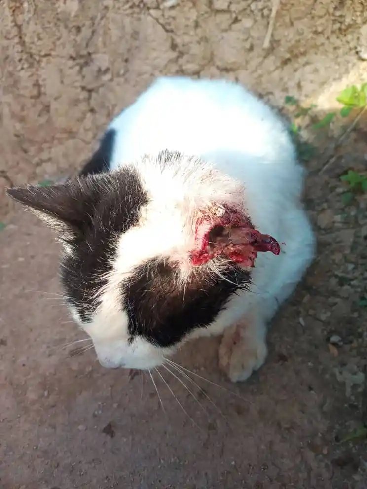 Exigen encontrar y sancionar a torturadores de gatos en Carrizal