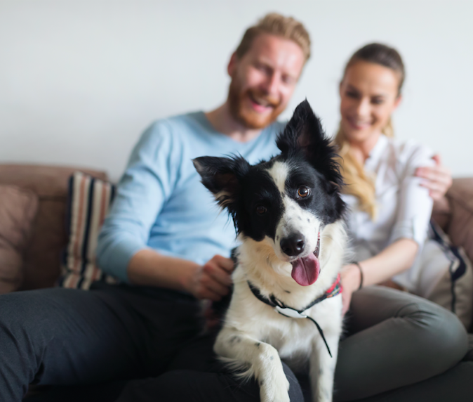 Mascotas aportan beneficios terapéuticos a sus dueños