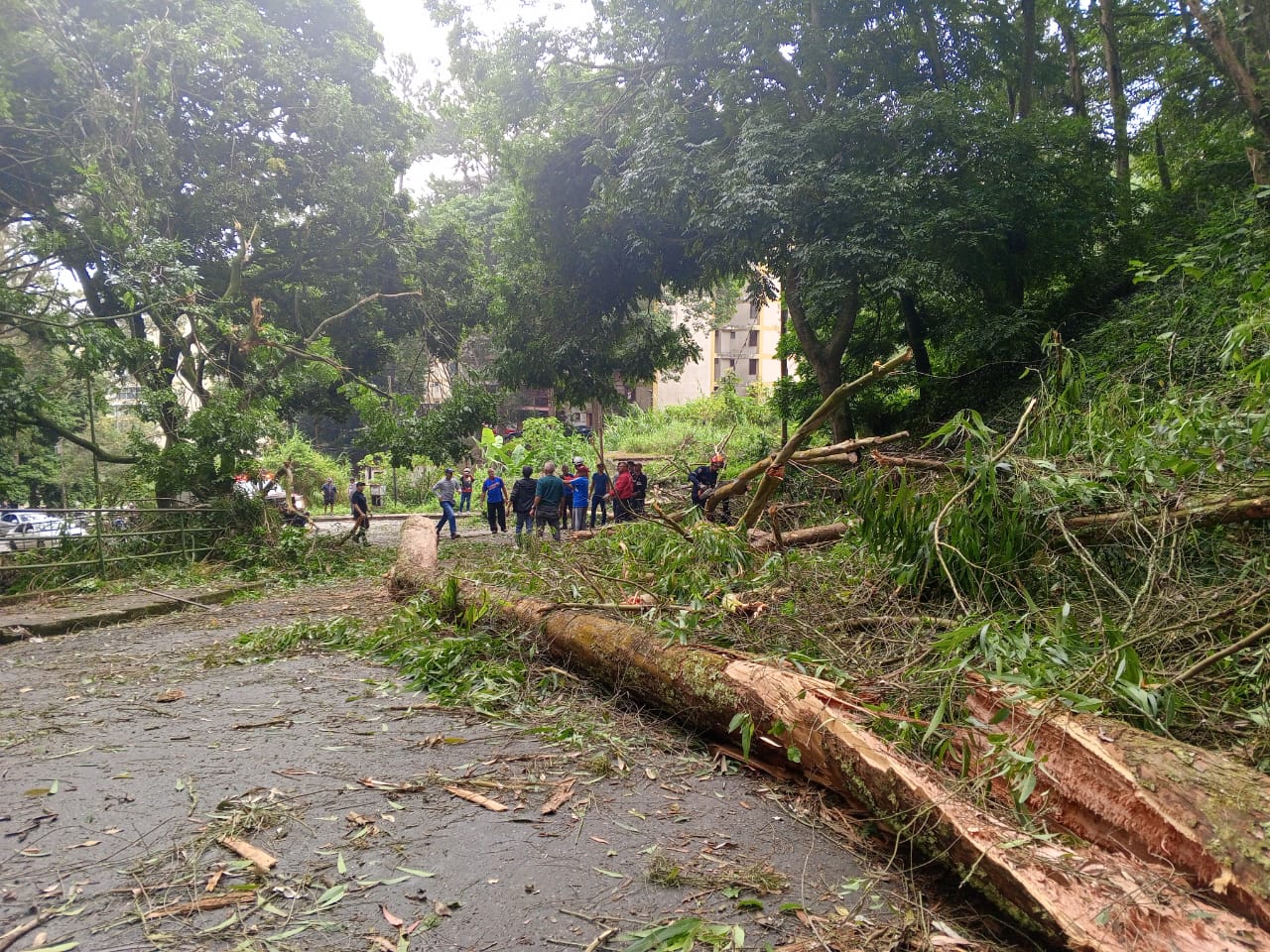 Aguaceros tumbaron árboles en El Encanto