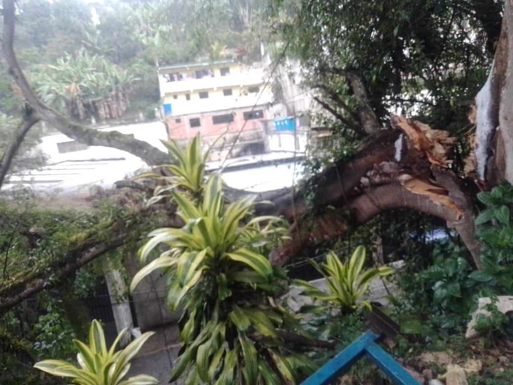 PC Carrizal atiende emergencia por árbol caído en la Yerbabuena