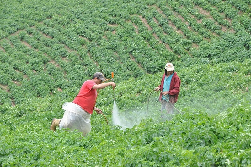Satguaica no creará impuestos al sector agroproductor