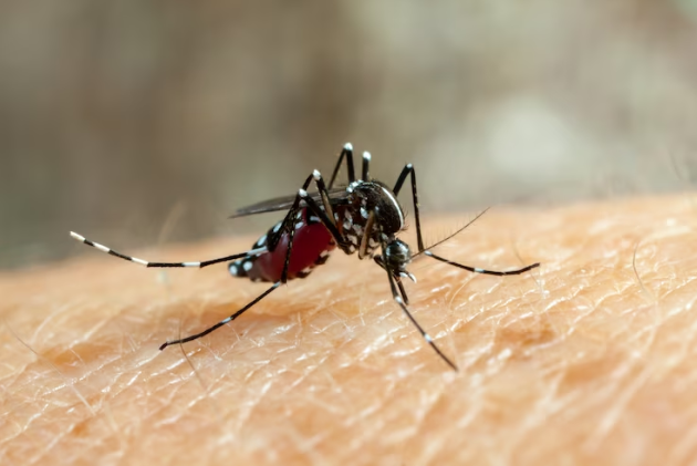 Repunte del dengue enciende las alarmas
