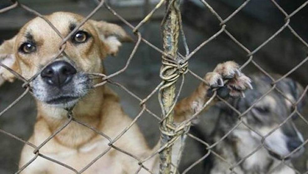 Consulta pública de la ley contra el maltrato animal inicia el 11 de marzo