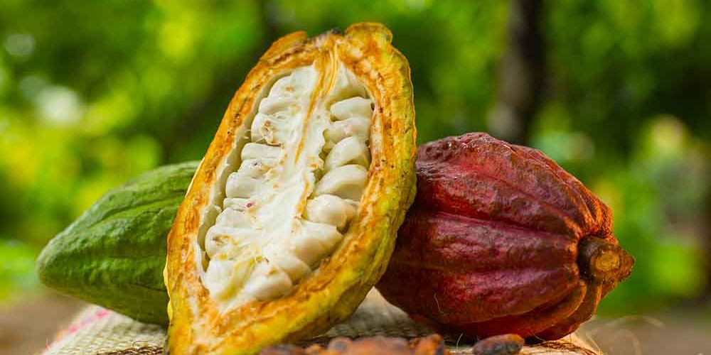 Venezuela exporta más de 300 toneladas de cacao
