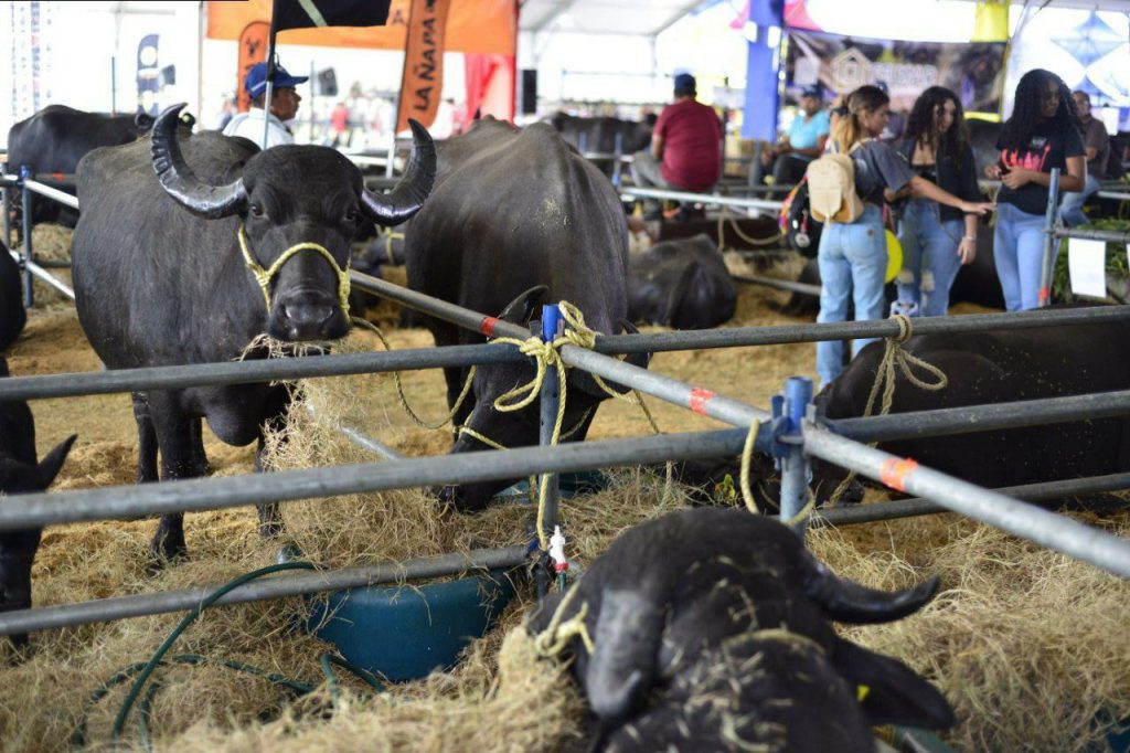 Buscan promover el consumo de carne de búfalo en Miranda