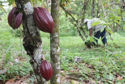 Productores de Cacao de Miranda reciben certificaciones