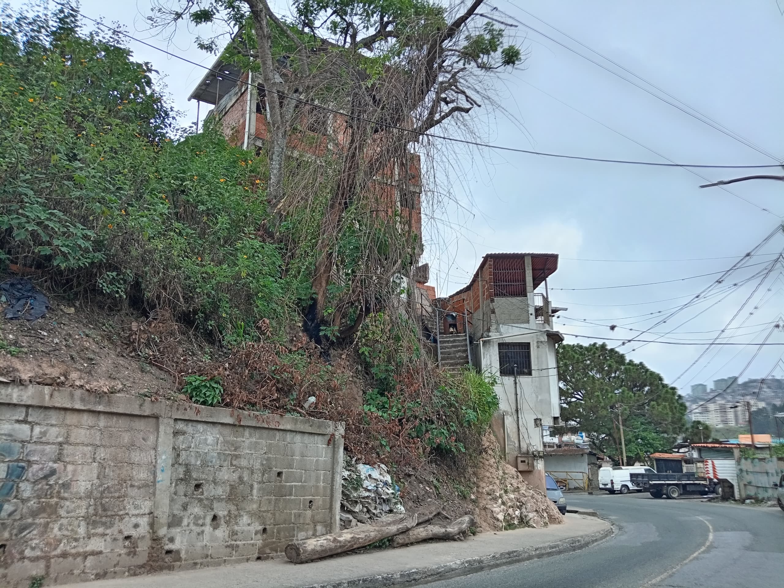 Al menos siete casas podrían verse afectadas por un árbol en El Rincón