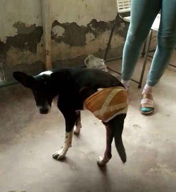 Kelel, el perro que perdió una pata al ser arrollado por autobús