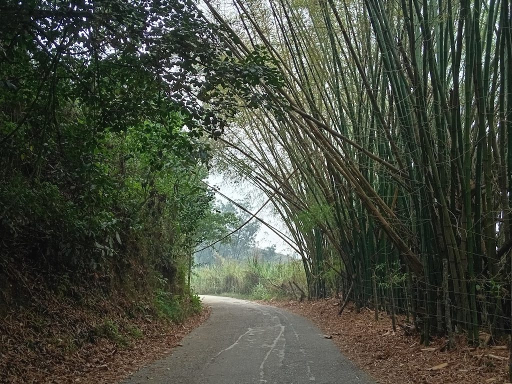 Los Teques – Alertan sobre riesgo en la vía a Los Montes Verde por bambúes