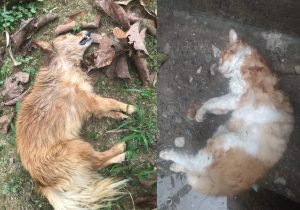 FOTO-ANIMALITOS-QUE-VA