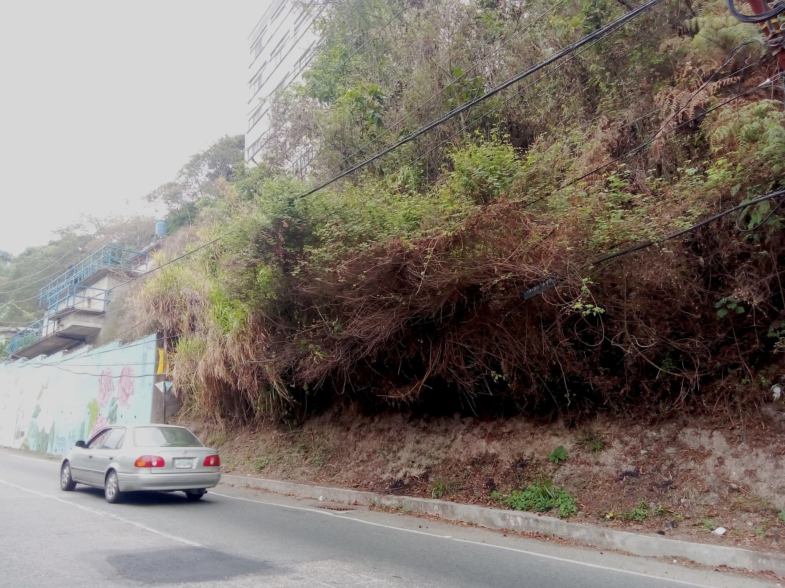 Maleza se enreda en cableado de Lomas de Urquía