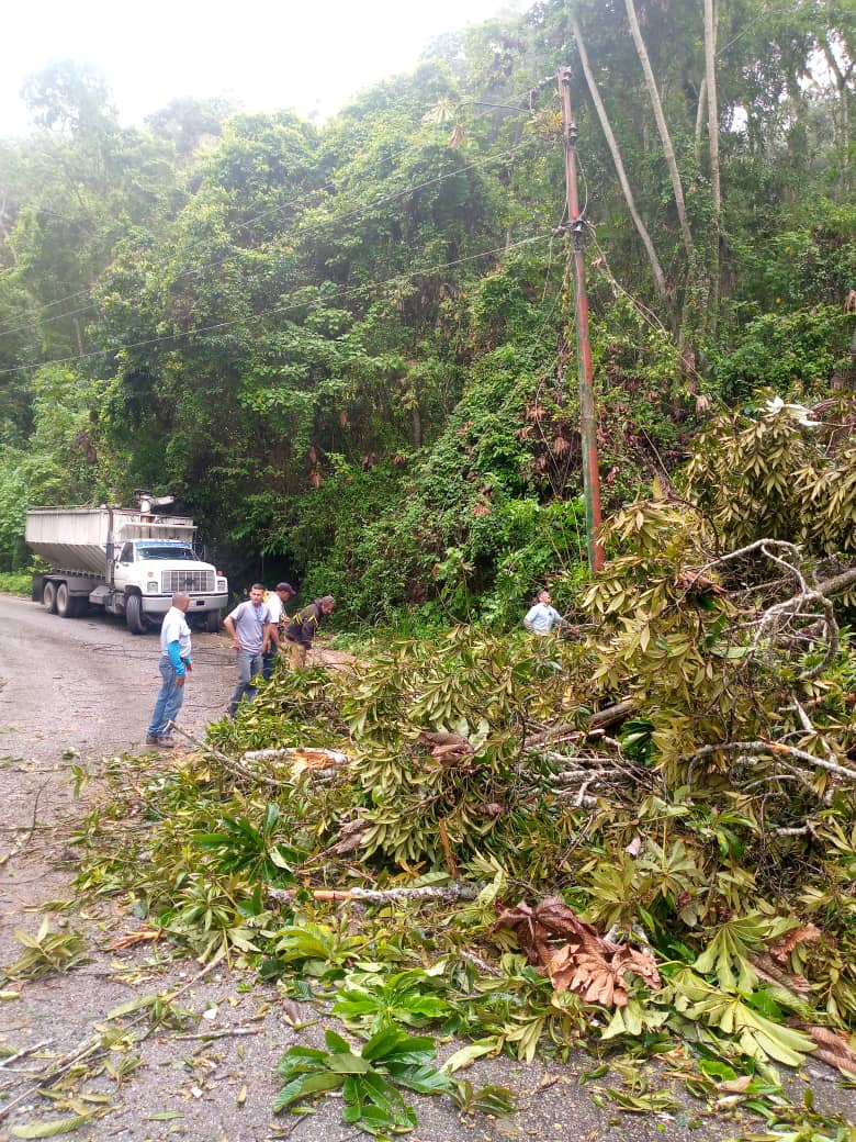 Árboles caídos vuelven a dejar sin electricidad a varios sectores de los Altos