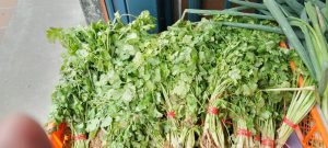 cilantro fresco