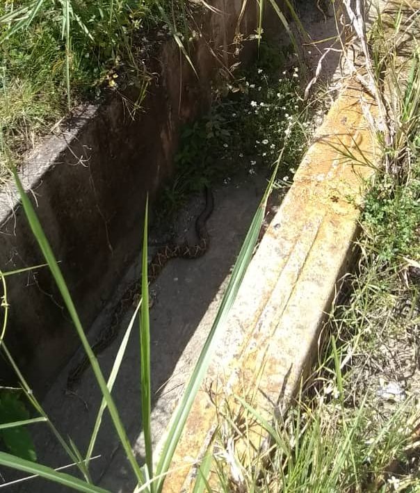 Serpientes acechan zonas residenciales de Los Teques