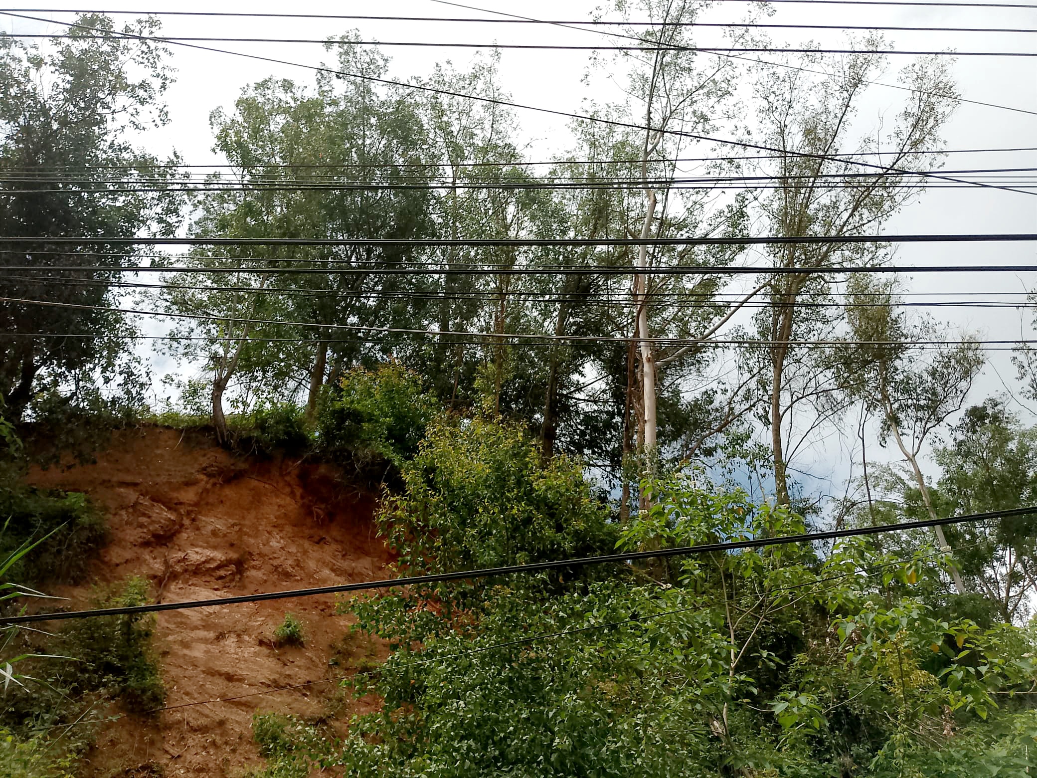 11 árboles a punto de caer en Colinas de Carrizal