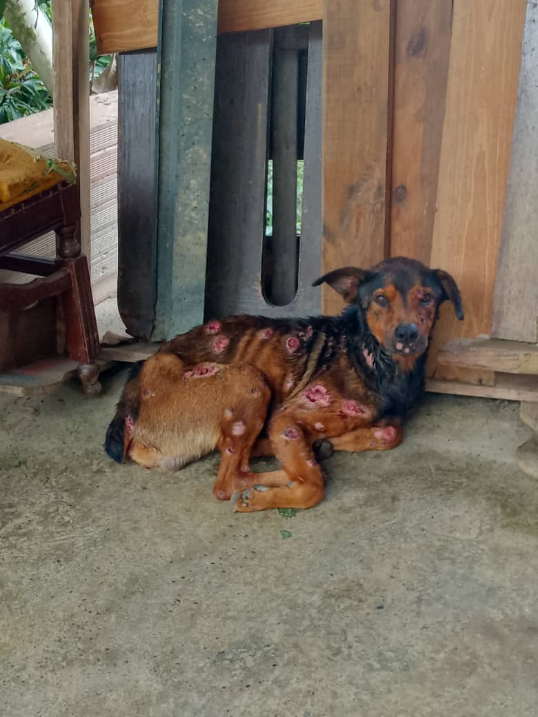 Neiker, el perrito con cáncer que se aferra a la vida