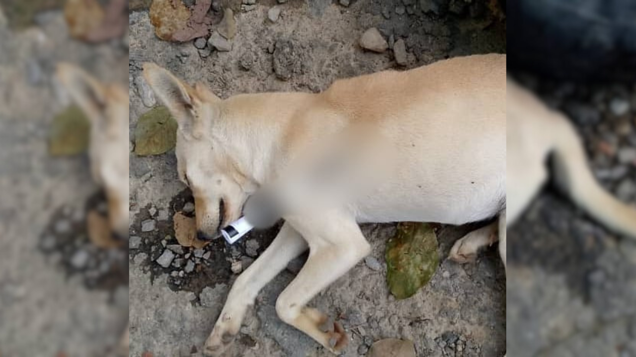 La cruel muerte de una perrita sacude a Ramo Verde