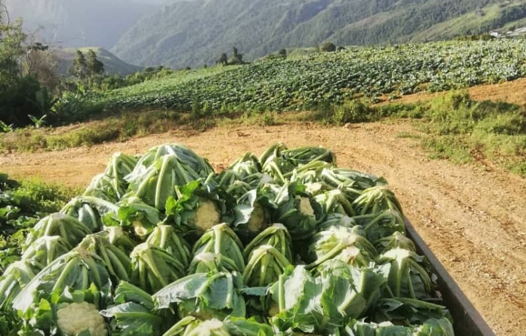 Producción agrícola en Miranda se desarrolla en 81 mil hectáreas